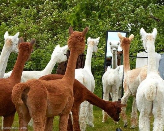 Alpacas